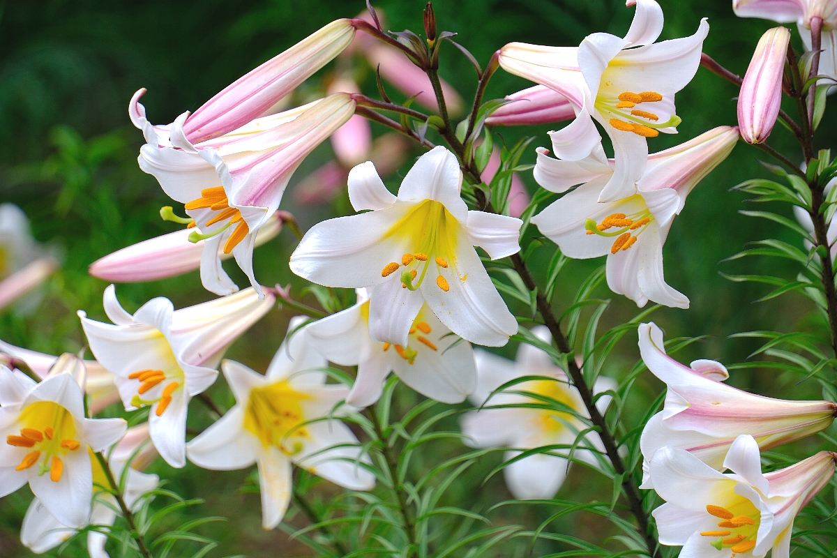 7月に咲く白いユリの花